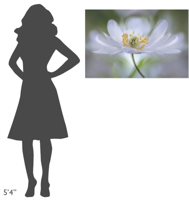 "Nemorosa Nirvana" Stretched Canvas Giclee by Mandy Disher, 36x24"