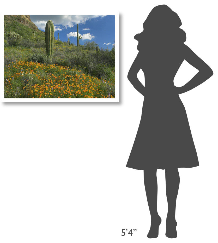"California Poppy, Saguaro cacti, Organ Pipe Cactus Monument" Paper Art, 34"x26"