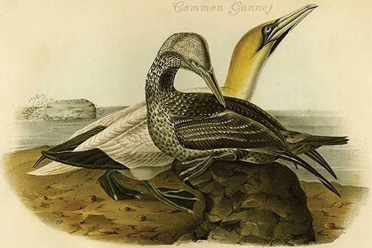 Common Gannet - Fine Art Giclee Print 24" x 36"