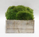 Wooden Container White Wash, Moss