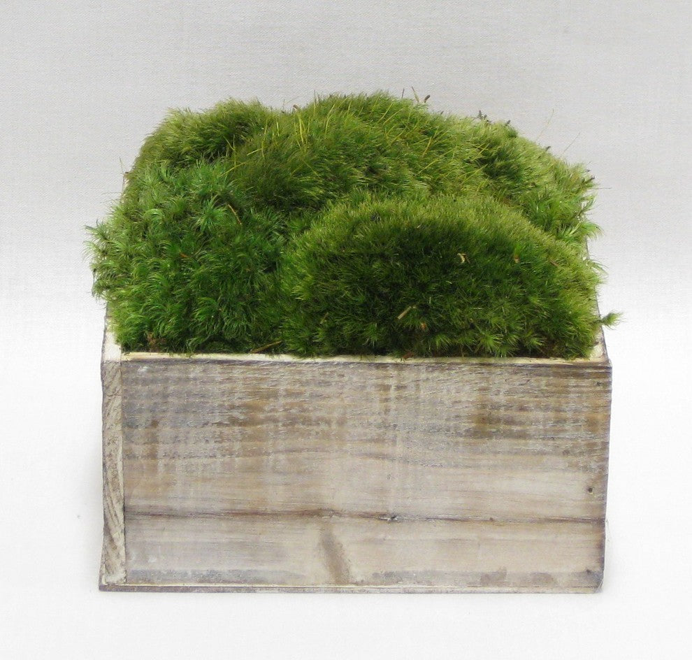 Wooden Container White Wash, Moss