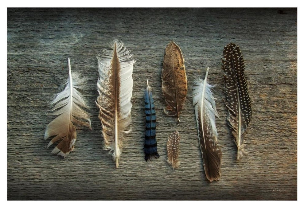 "Feather Collection I" Digital Paper Print by Sue Schlabach, 20"x14"