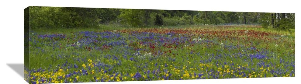 "Sand Bluebonnet , Drummond''s Phlox And Tickseed, Texas" Artwork, 44" x 12.76"