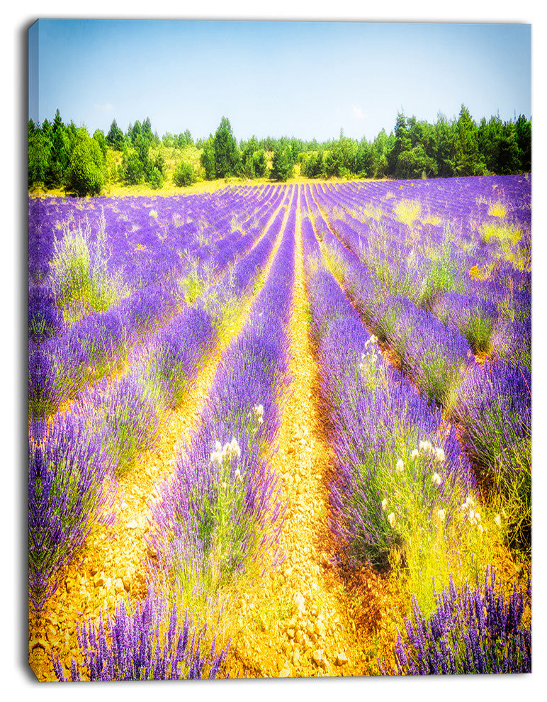 Fantastic Lavender Field of France, Floral Canvas Art Print, 30"x40"