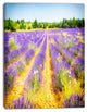 Fantastic Lavender Field of France, Floral Canvas Art Print, 30"x40"