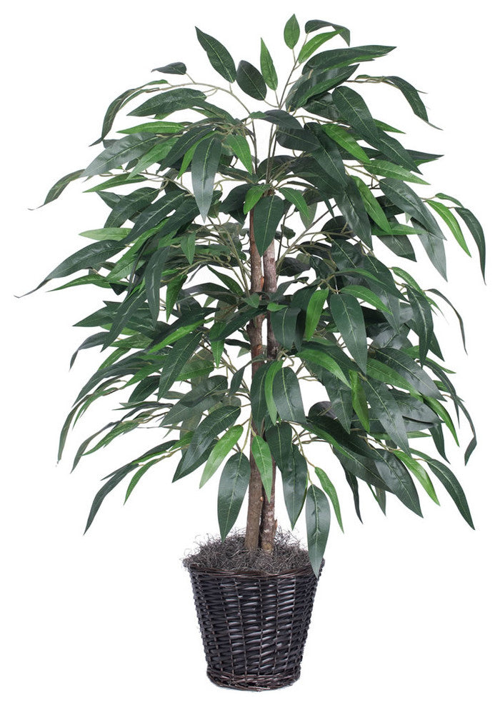 4' Mango Bush