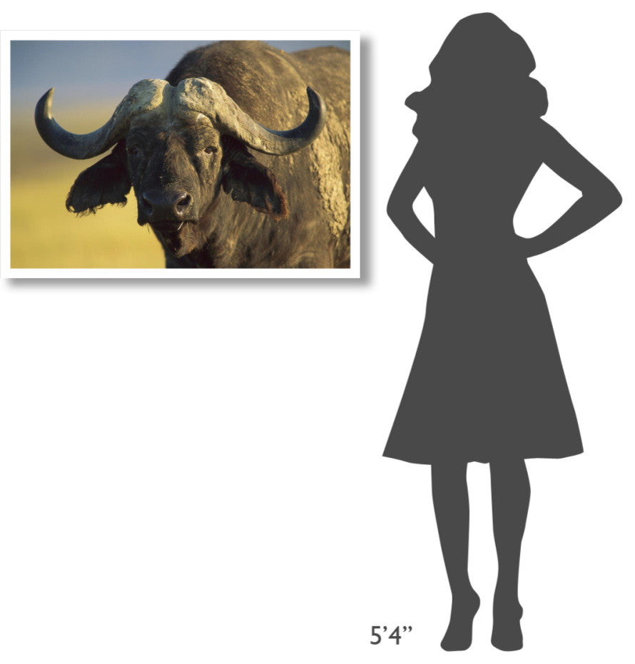 "Cape Buffalo portrait, Kenya" Digital Paper Print by Tim Fitzharris, 38"x26"
