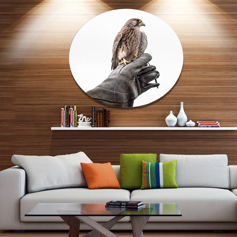 Kestrel Sitting On Falconer Hand, Animal Round Wall Art, 23"