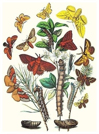 Moths: G. Quercifolia, L. Potatoria, Et Al.- Gallery Wrapped Canvas Art 28 x 42