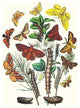 Moths: G. Quercifolia, L. Potatoria, Et Al.- Gallery Wrapped Canvas Art 28 x 42