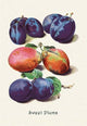 Sweet Plums - Canvas Poster 20" x 30"