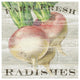 "Farm Fresh Radishes" Digital Paper Print by Sue Schlabach, 42"x42"