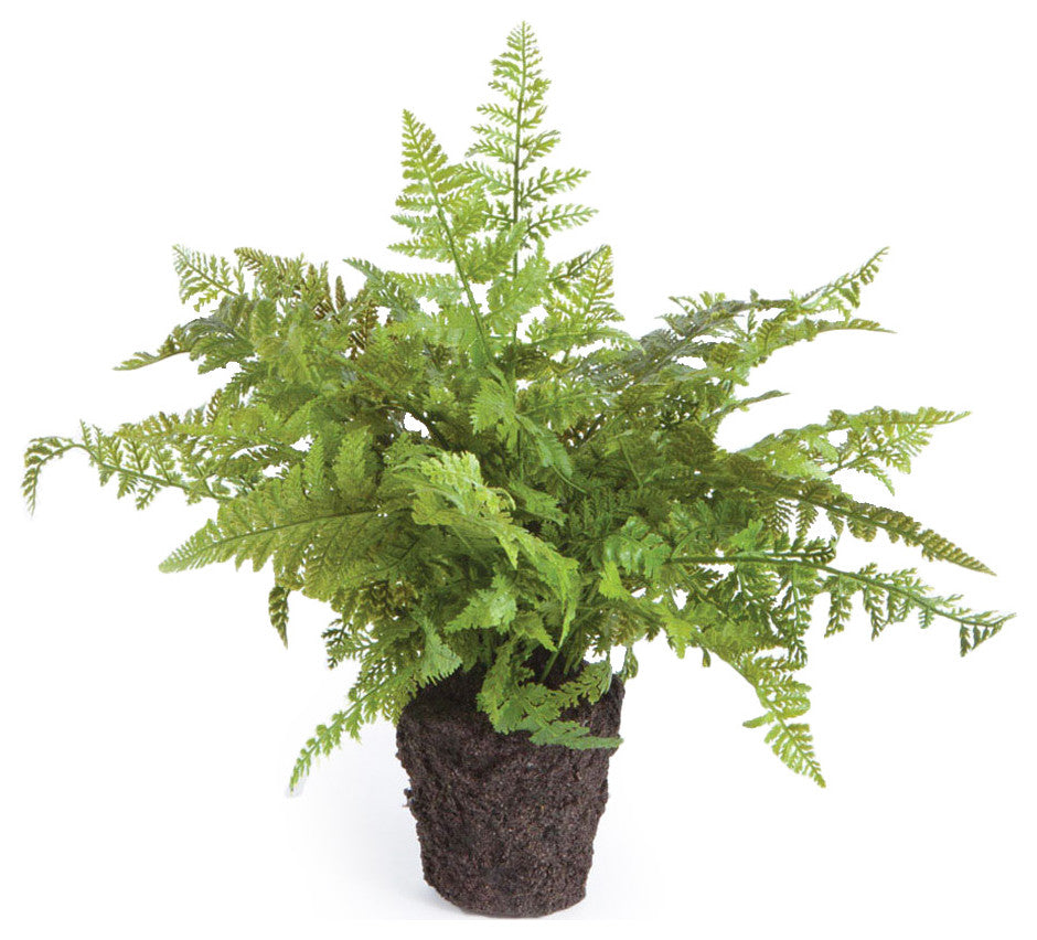 Full fern on a white background; clear, front-facing view suitable as primary_product.