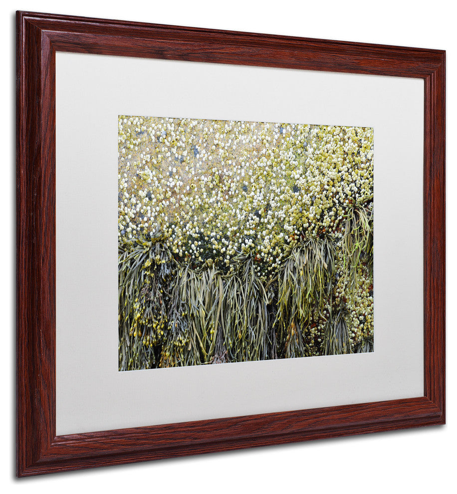 Nicole Dietz 'Barnacles' Matted Framed Art, Wood Frame, White, 20x16