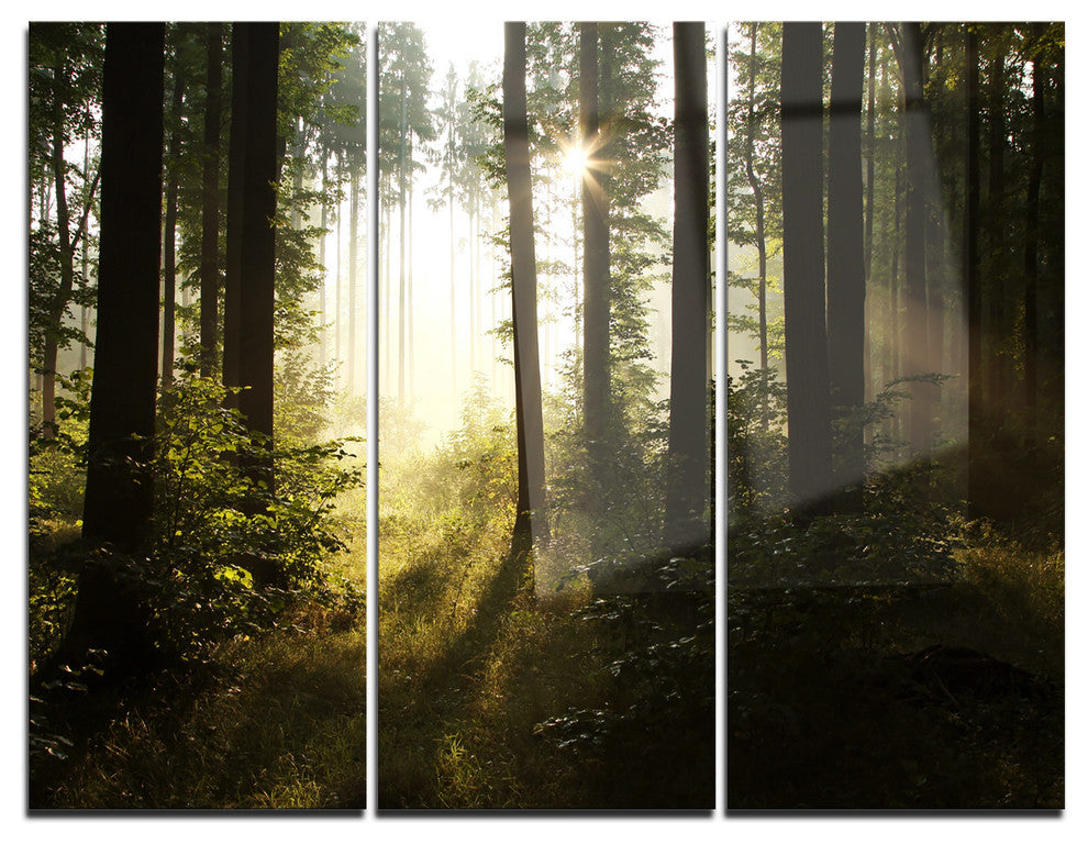 "Early Morning Sun in Misty Forest" Photo Metal Wall Art, 3 Panels, 36"x28"