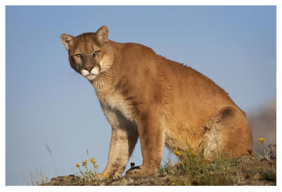 "Mountain Lion North America" Digital Paper Print by Tim Fitzharris, 62"x42"