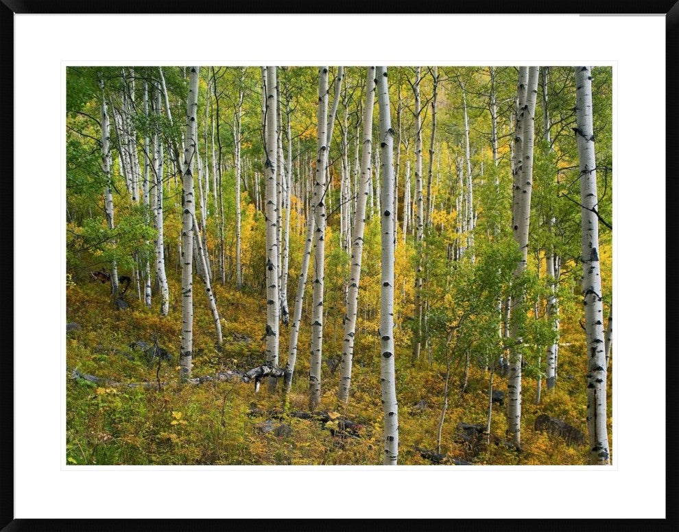 "Aspen forest, Colorado" Framed Digital Print by Tim Fitzharris, 40x32"