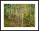 "Aspen forest, Colorado" Framed Digital Print by Tim Fitzharris, 40x32"