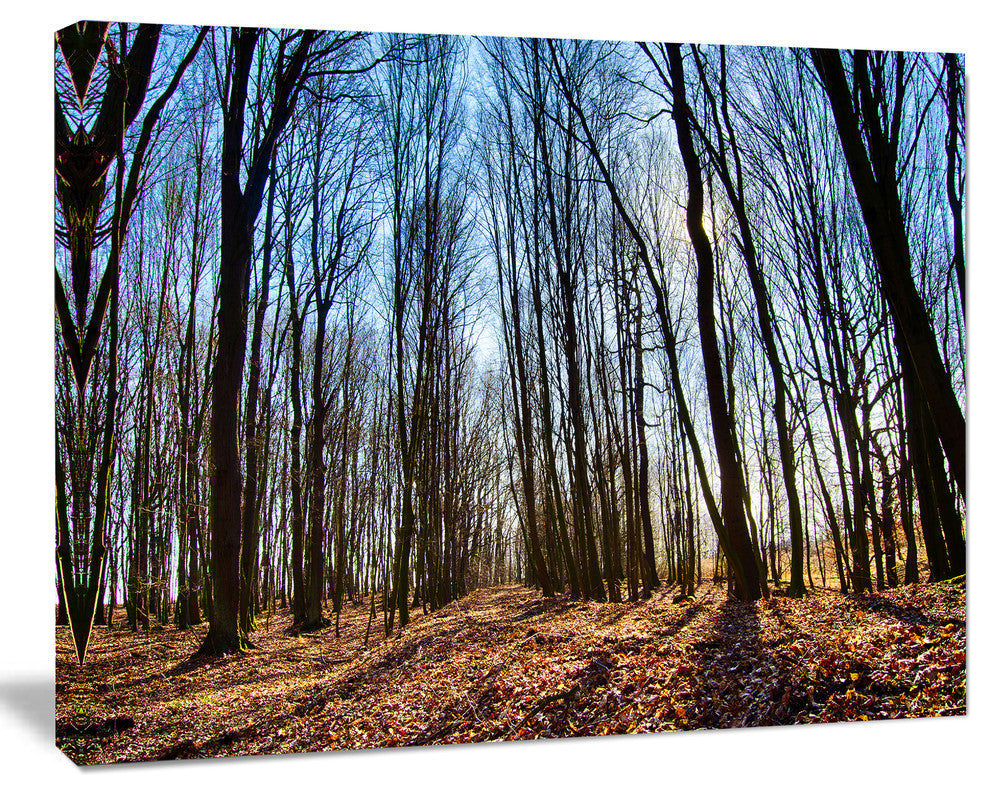 Dark Trees in Forest at Sunrise, Forest Canvas Art Print, 20"x12"