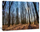 Dark Trees in Forest at Sunrise, Forest Canvas Art Print, 20"x12"
