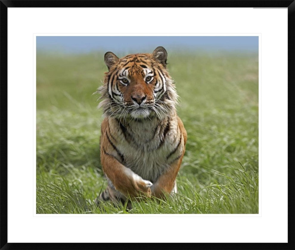 "Siberian Tiger running, native to Russia"  by Tim Fitzharris, 32x28"