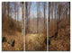 "Forest Scenery With Bare Trees" Forest Metal Wall Art, 3 Panels, 36"x28"