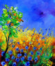 Cornflowers 1170