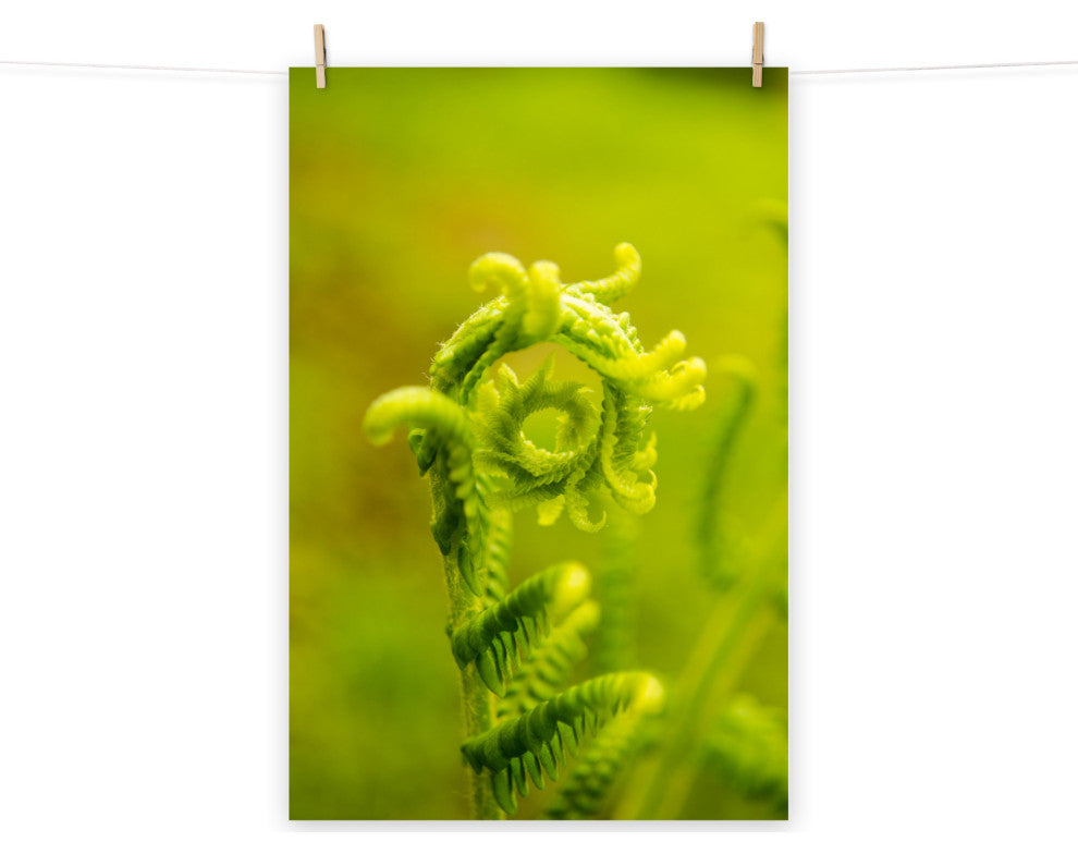 Nature's Perfection Nature Photo, Botanical Unframed Wall Art Print, 11" X 14"