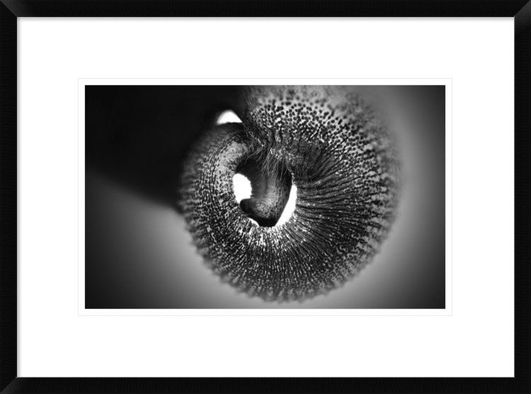 "Trunk" Framed Digital Print by Antje Wenner-Braun, 24"x17"