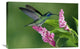 "Green Violet-Ear Hummingbird Pollinating Epiphytic Orchid Costa Rica" Artwork