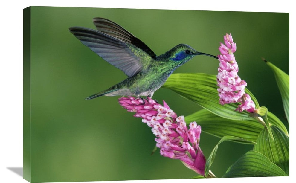 "Green Violet-Ear Hummingbird Pollinating Epiphytic Orchid Costa Rica" Artwork