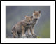 "Gray Wolf pups in light snowfall, North America"  by Tim Fitzharris, 40x32"