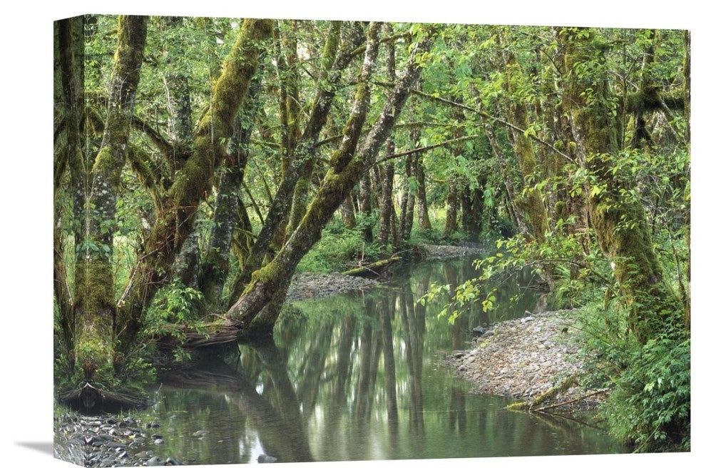 "Red Alder Trees With Moss, Hoh Rainforest, Olympic Np, Washington" Artwork