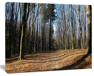 Fall Forest in Sunlight and Shadows, Modern Forest Canvas Art, 20"x12"