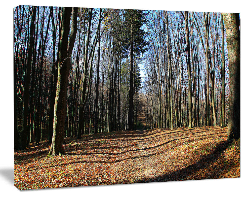Fall Forest in Sunlight and Shadows, Modern Forest Canvas Art, 20"x12"