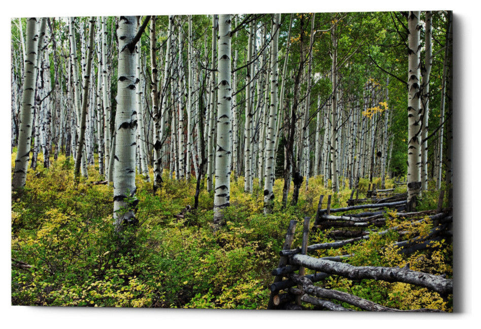 Epic Graffiti "Aspen Grove Rail Fence" Giclee Canvas Wall Art, 26"x40"