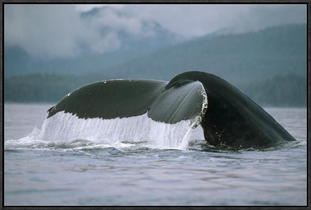 "Humpback Whale tail, Alaska" Framed Canvas Giclee by Flip Nicklin, 31x21"