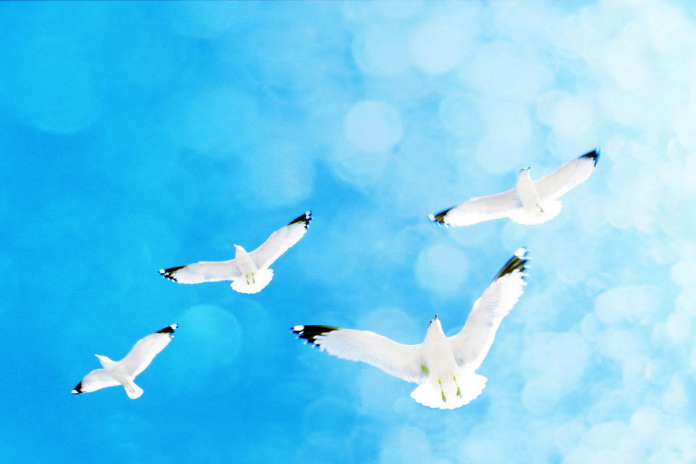 "Fly Free" Painting Print on Wrapped Canvas