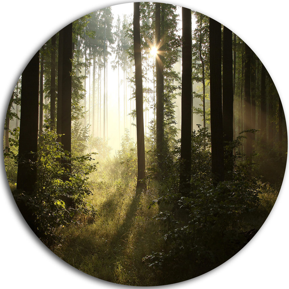Early Morning Sun In Misty Forest, Landscape Round Metal Wall Art, 23"
