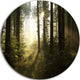 Early Morning Sun In Misty Forest, Landscape Round Metal Wall Art, 23"