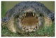 "Saltwater/Estuarine Crocodile, open mouth, Australia" Paper Art, 32"x22"
