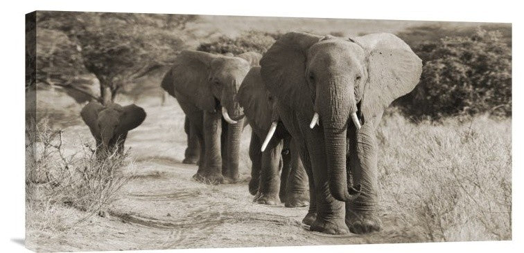 "Herd of African Elephants, Kenya" Stretched Canvas Giclee by Anonymous, 24x12"