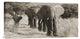 "Herd of African Elephants, Kenya" Stretched Canvas Giclee by Anonymous, 24x12"