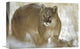 "Mountain Lion Portrait In Winter, Montana" Artwork, 18" x 12"
