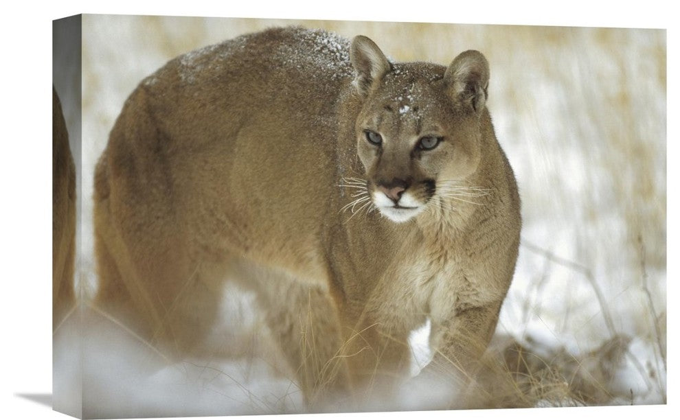 "Mountain Lion Portrait In Winter, Montana" Artwork, 18" x 12"