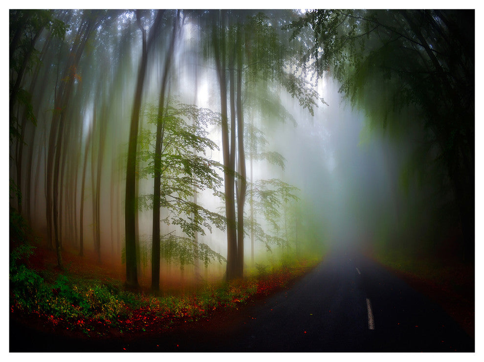 Fall Landscape in the Forest, Landscape Canvas Art Print, 40"x30"
