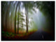 Fall Landscape in the Forest, Landscape Canvas Art Print, 40"x30"