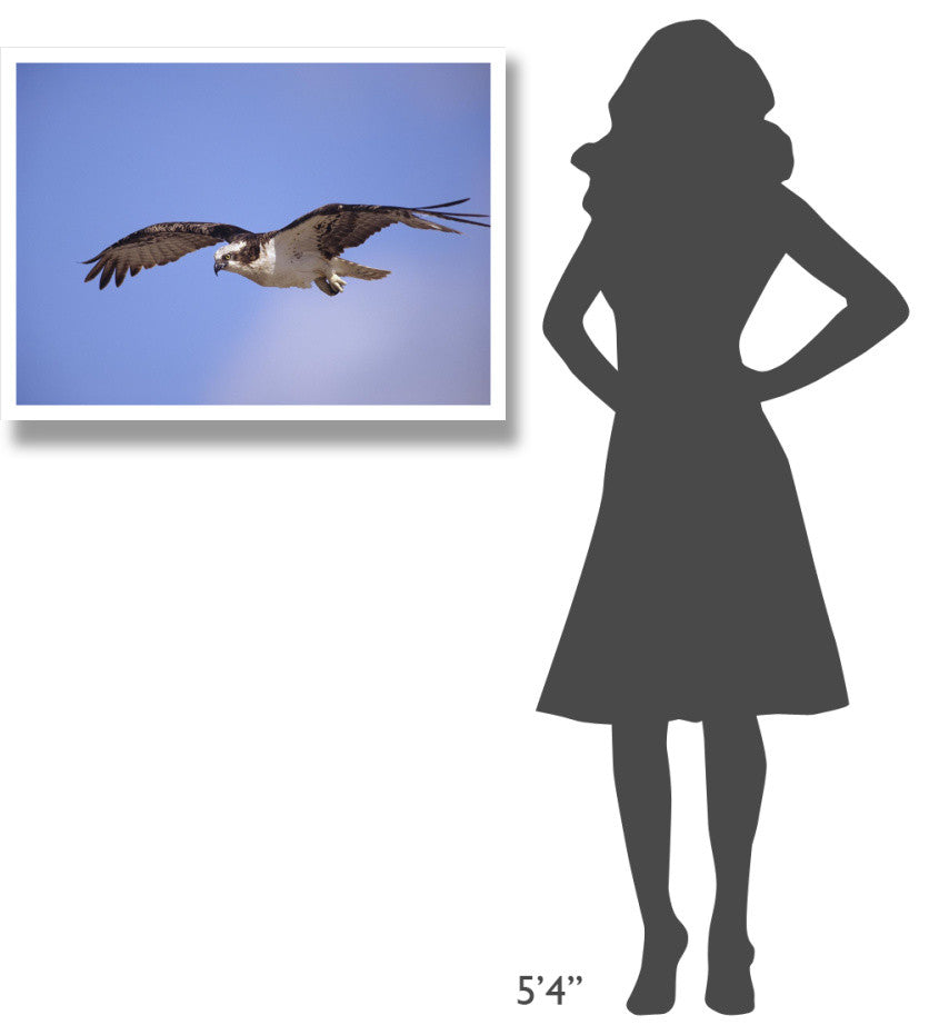 "Osprey flying, North America" Digital Paper Print by Tim Fitzharris, 34"x26"
