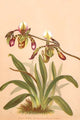 Cypripedium Haynaldianum; Paphiopedilium - Gallery Wrapped Canvas Art 28" x 42"