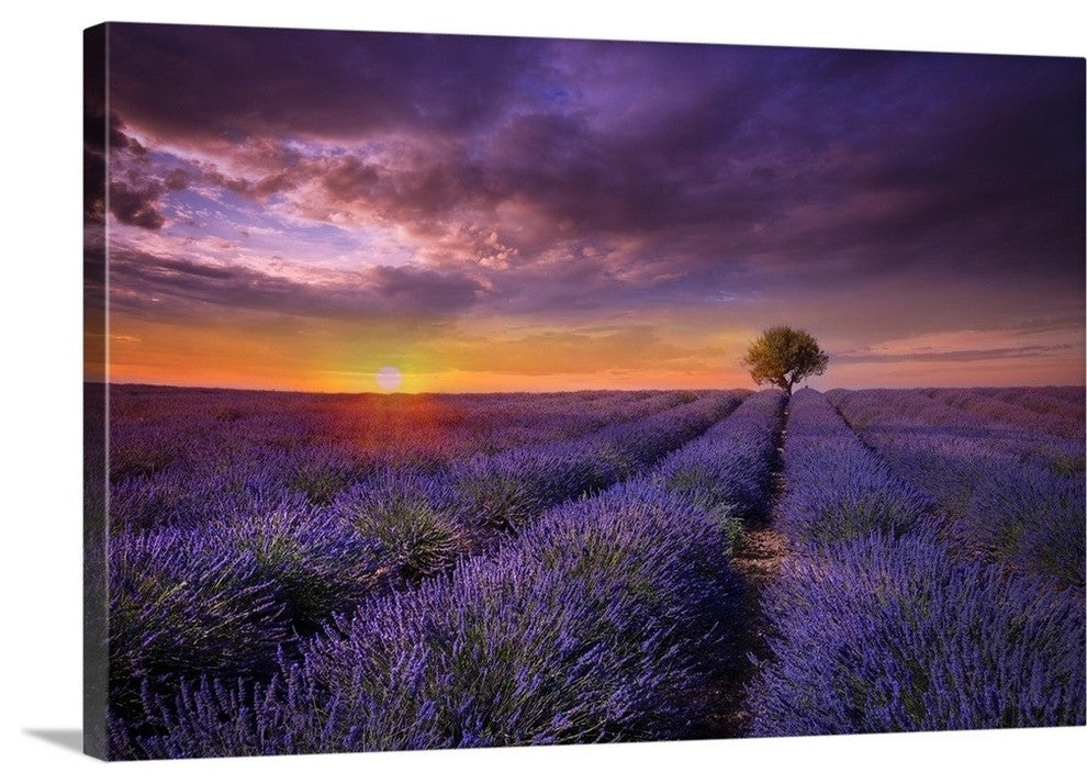 "Lavender at Sunset" Wrapped Canvas Art Print, 48"x32"x1.5"